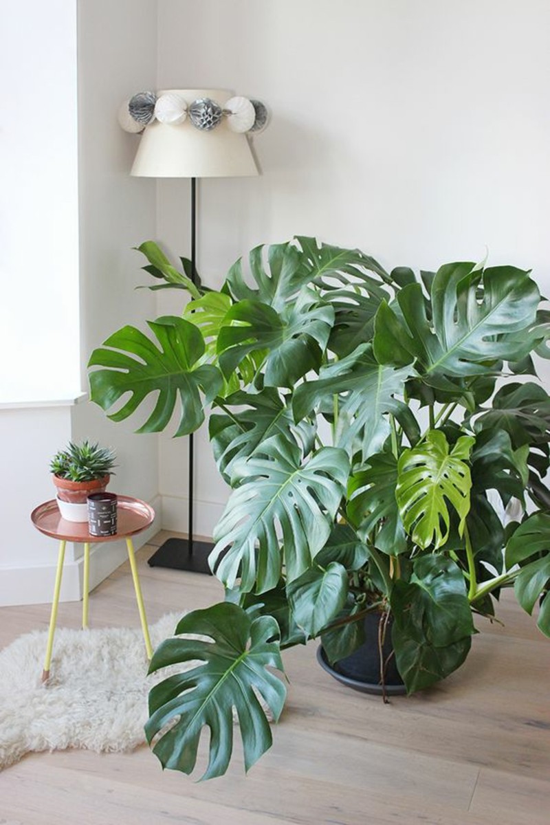 Monstera Deliciosa in Betonpot
